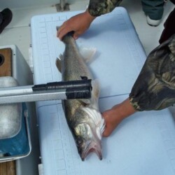 fish on counter