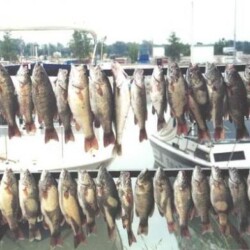 fish catch