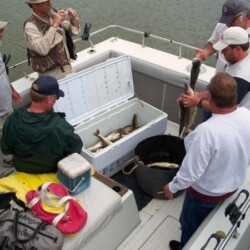 fish catch in cooler